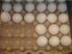 Bird Flu Costs Mexico Its Eggs!